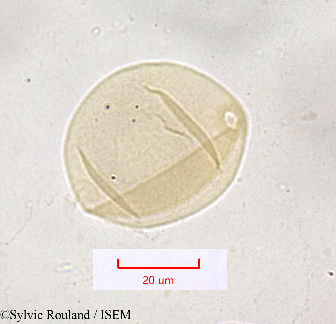 Sylvie.Rouland/Festuca_caerulescens_1613/Festuca_caerulescens_1613_0001(copy).jpg