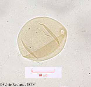 Sylvie.Rouland/Festuca_caerulescens_1613/Festuca_caerulescens_1613_0001(copy)_thumb.jpg