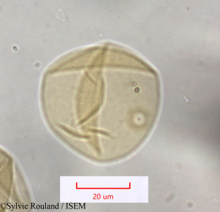 Festuca caerulescens - lame n° 1613