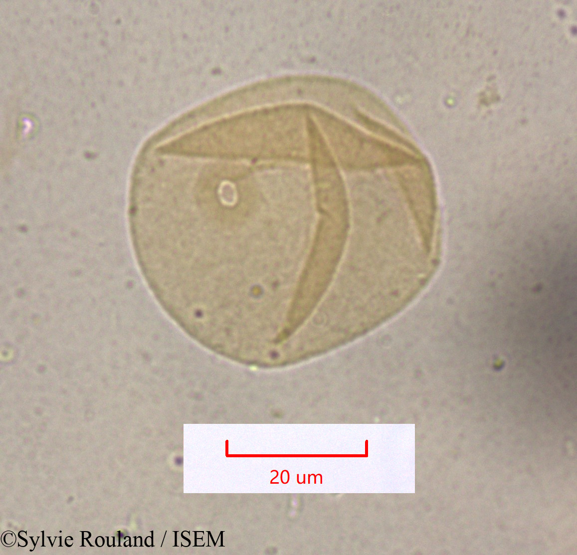 Sylvie.Rouland/Festuca_caerulescens_1613/Festuca_caerulescens_1613_0003(copy).jpg