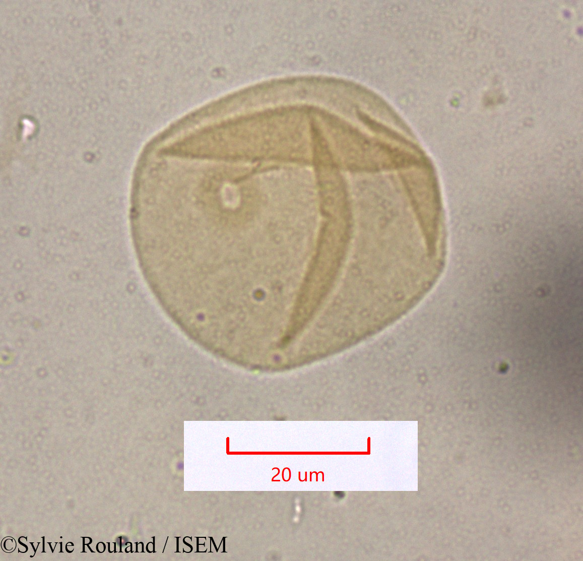 Sylvie.Rouland/Festuca_caerulescens_1613/Festuca_caerulescens_1613_0004(copy).jpg