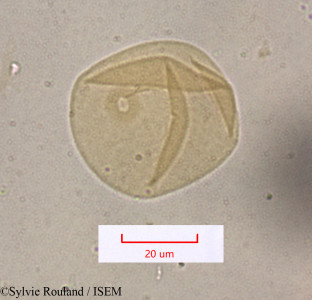 Festuca caerulescens - lame n° 1613