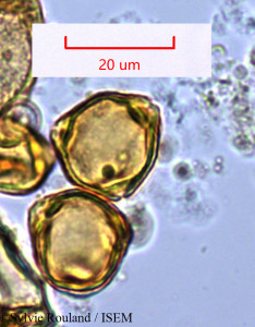 Sylvie.Rouland/Filicium_thouarsianum_1275/Filicium_thouarsianum_1275_0001(copy)_thumb.jpg