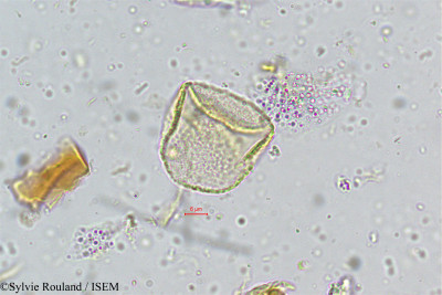 Sylvie.Rouland/Fimbristylis_bisumbellata_5001/Fimbristylis_bisumbellata_5001_0001(copy)_thumb.jpg
