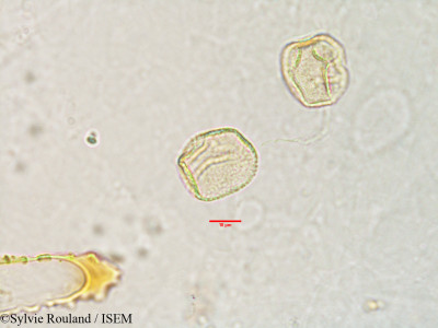 Sylvie.Rouland/Fimbristylis_dichotoma_2981/Fimbristylis_dichotoma_2981_0001(copy)_thumb.jpg