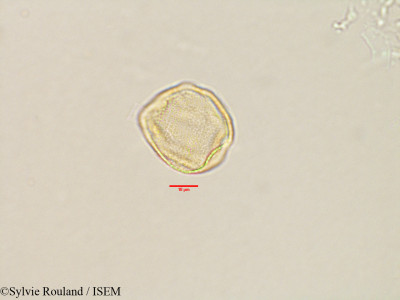 Sylvie.Rouland/Fimbristylis_diphylla_2982/Fimbristylis_diphylla_2982_0001(copy)_thumb.jpg