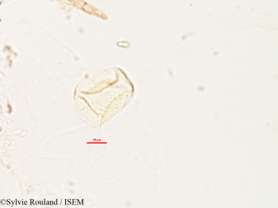Sylvie.Rouland/Fimbristylis_diphylla_2987/Fimbristylis_diphylla_2987_0001(copy)_thumb.jpg