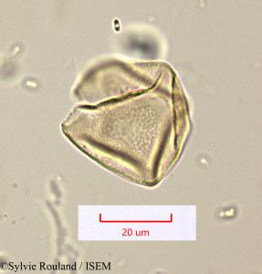 Sylvie.Rouland/Fimbristylis_hispidula_1563/Fimbristylis_hispidula_1563_0001(copy)_thumb.jpg