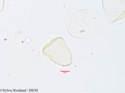 Sylvie.Rouland/Fimbristylis_madagascariensis_3348/Fimbristylis_madagascariensis_3348_0001(copy)_thumb.jpg
