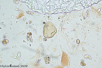 Sylvie.Rouland/Fimbristylis_miliacea_5088/Fimbristylis_miliacea_5088_0001(copy)_thumb.jpg