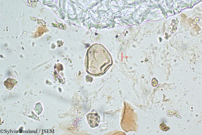 Fimbristylis miliacea - lame n° 5088