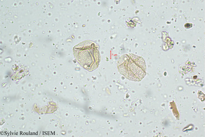 Fimbristylis miliacea - lame n° 5088