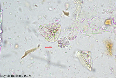 Sylvie.Rouland/Fimbristylis_monostachya_5013/Fimbristylis_monostachya_5013_0001(copy)_thumb.jpg