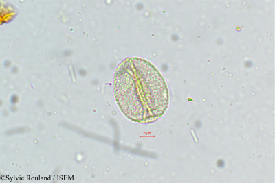 Sylvie.Rouland/Fimbristylis_spathacea_5038/Fimbristylis_spathacea_5038_0001(copy)_thumb.jpg