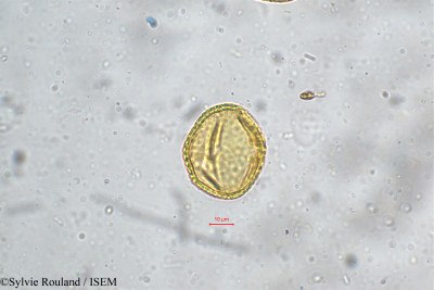 Sylvie.Rouland/Firmiana_colorata_5164/Firmiana_colorata_5164_0001(copy)_thumb.jpg