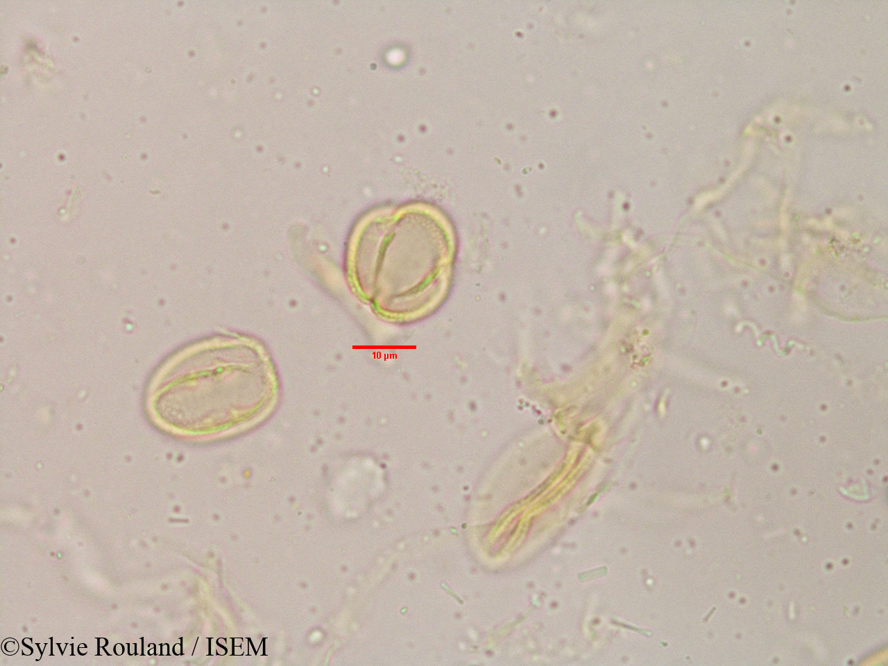 Sylvie.Rouland/Flacourtia_sepiaria_3907/Flacourtia_sepiaria_3907_0001(copy).jpg