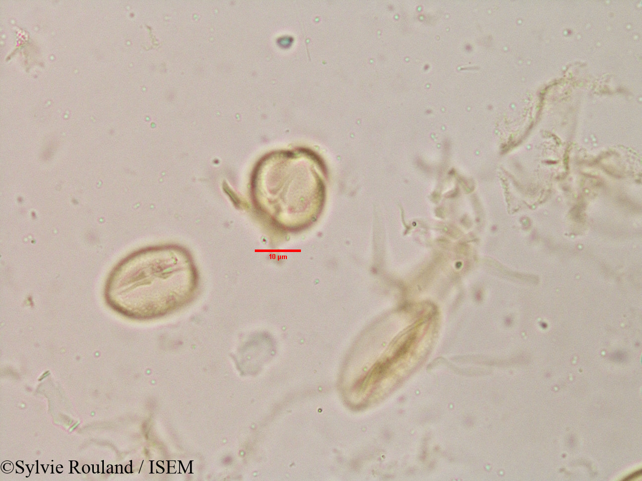 Sylvie.Rouland/Flacourtia_sepiaria_3907/Flacourtia_sepiaria_3907_0002(copy).jpg