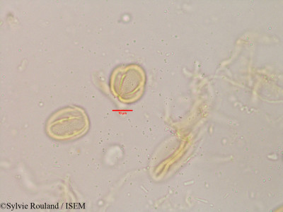 Flacourtia sepiaria - lame n° 3907