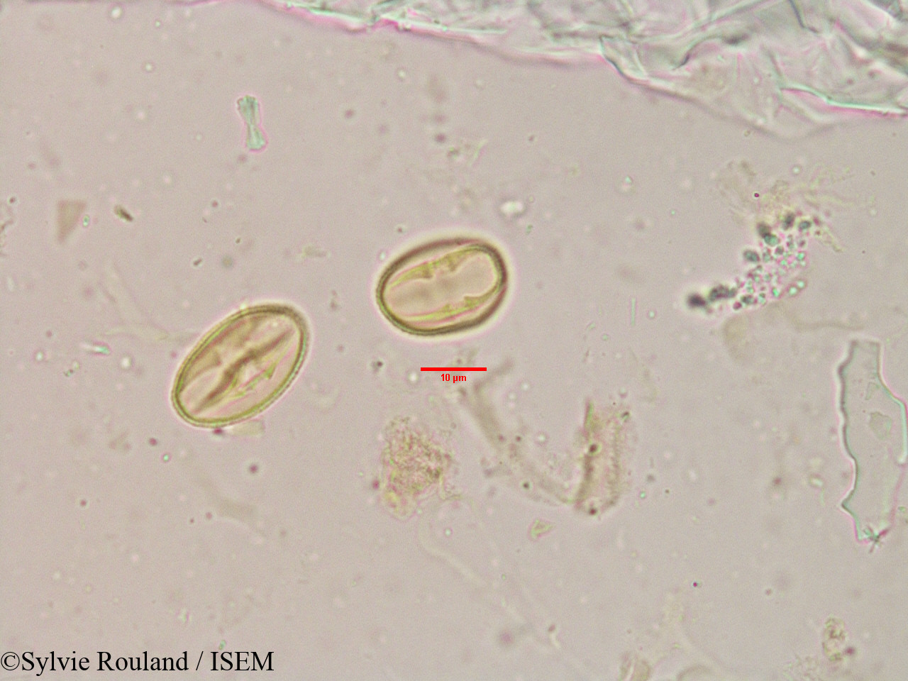 Sylvie.Rouland/Flacourtia_sepiaria_3907/Flacourtia_sepiaria_3907_0004(copy).jpg