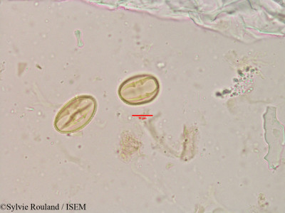 Flacourtia sepiaria - lame n° 3907