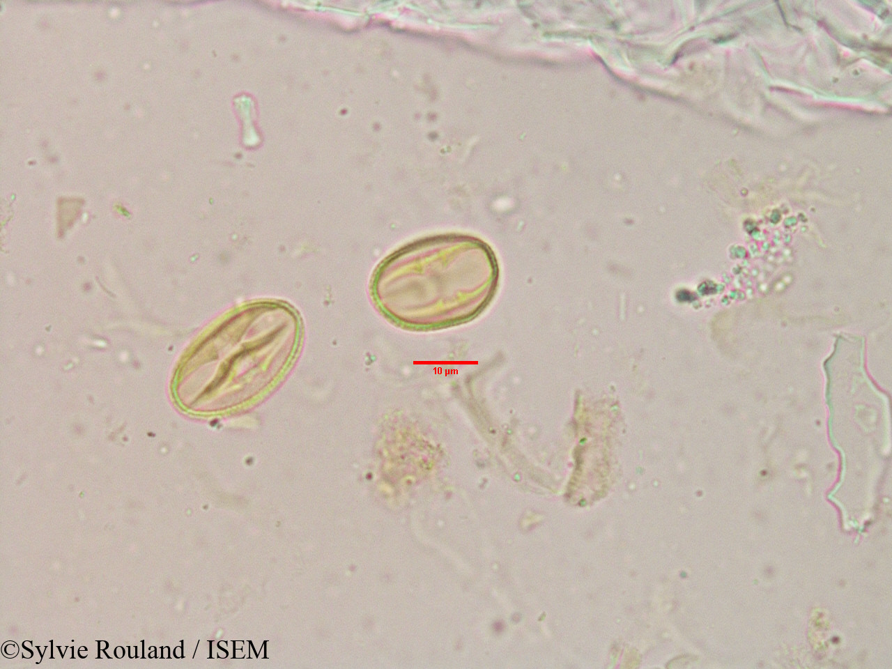 Sylvie.Rouland/Flacourtia_sepiaria_3907/Flacourtia_sepiaria_3907_0005(copy).jpg