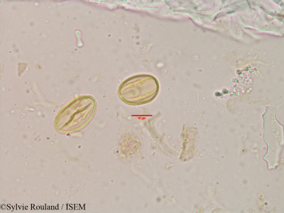 Flacourtia sepiaria - lame n° 3907