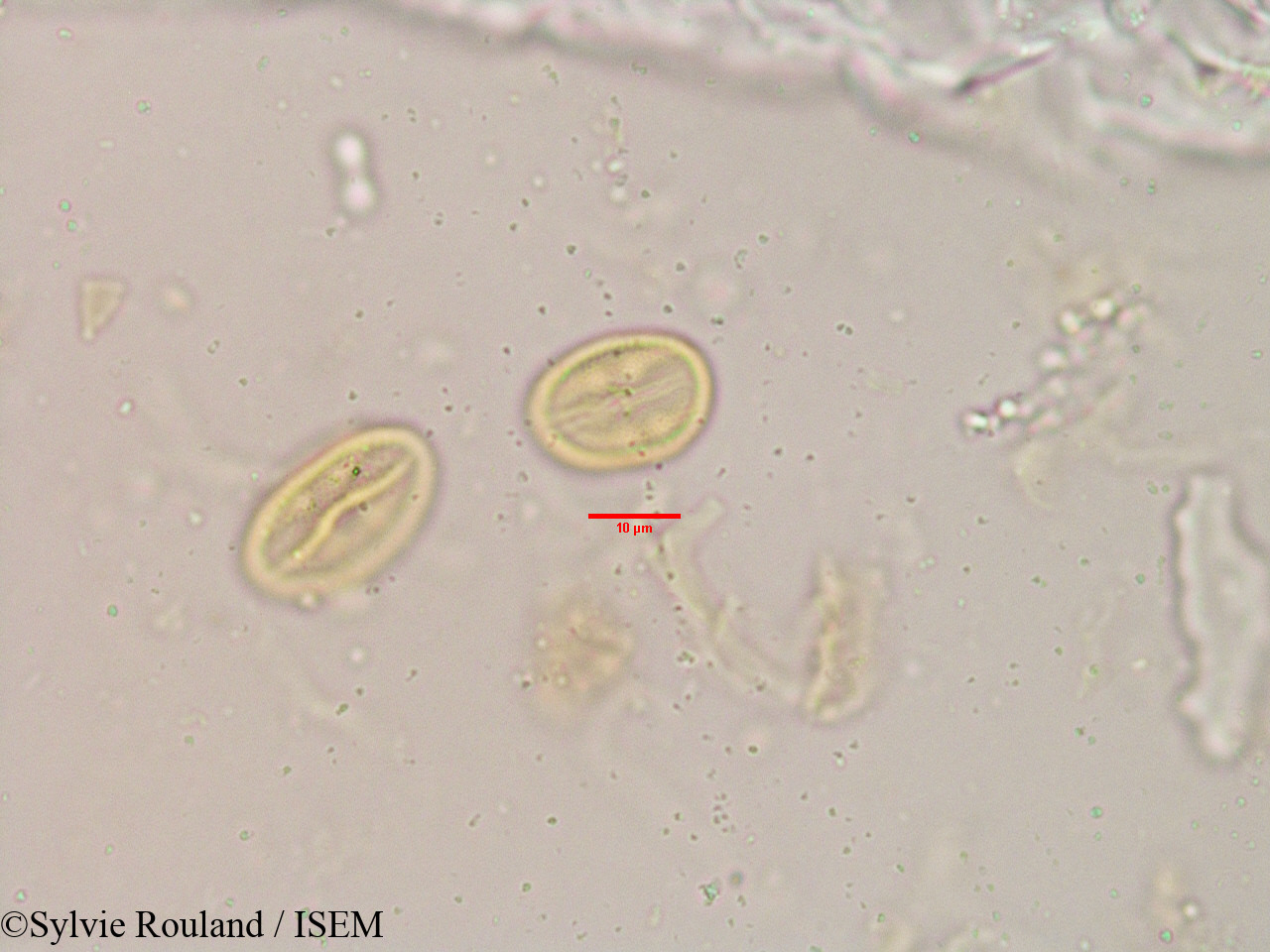 Sylvie.Rouland/Flacourtia_sepiaria_3907/Flacourtia_sepiaria_3907_0006(copy).jpg