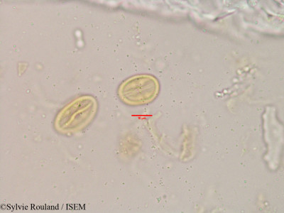 Flacourtia sepiaria - lame n° 3907