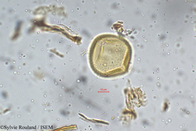 Flemingia involucrata - lame n° 5300
