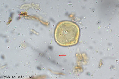Flemingia involucrata - lame n° 5300