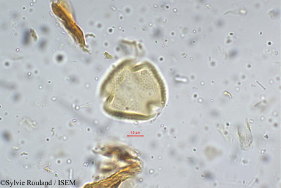 Flemingia involucrata - lame n° 5300