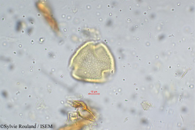 Flemingia involucrata - lame n° 5300