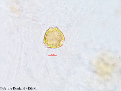 Sylvie.Rouland/Flemingia_semialata_2771/Flemingia_semialata_2771_0001(copy)_thumb.jpg