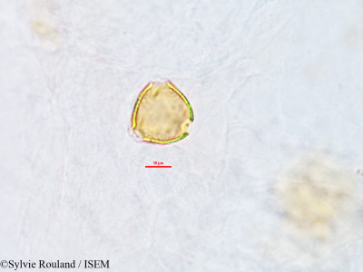 Flemingia semialata - lame n° 2771