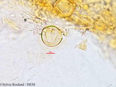Flemingia semialata - lame n° 2771