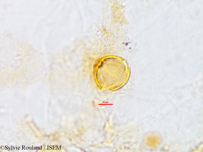 Flemingia semialata - lame n° 2771
