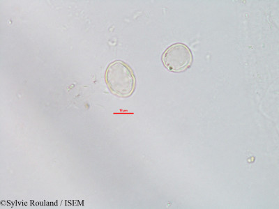 Fleurya cordata - lame n° 3122