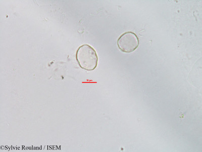 Fleurya cordata - lame n° 3122