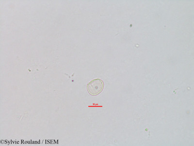 Fleurya cordata - lame n° 3122