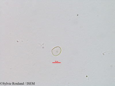 Fleurya cordata - lame n° 3122