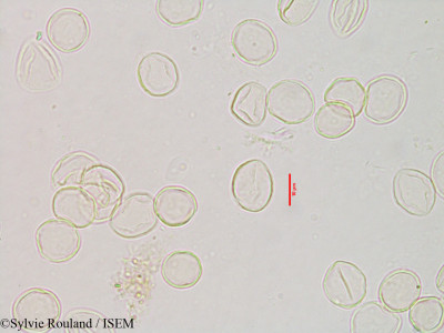 Fleurya perrieri - lame n° 3121