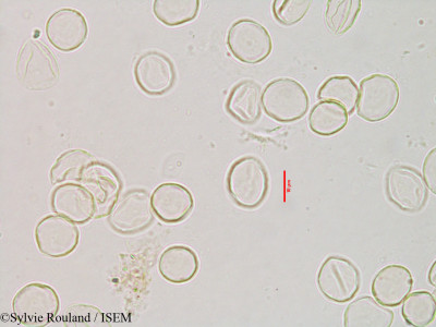 Fleurya perrieri - lame n° 3121