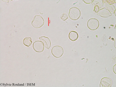 Fleurya perrieri - lame n° 3121