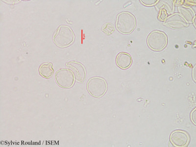 Fleurya perrieri - lame n° 3121