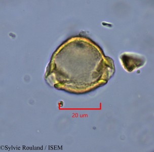 Sylvie.Rouland/Fleurydora_felicis_2216/Fleurydora_felicis_2216_0001(copy)_thumb.jpg