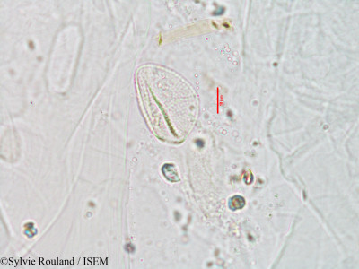 Sylvie.Rouland/Floscopa_glomerata_3018/Floscopa_glomerata_3018_0001(copy)_thumb.jpg