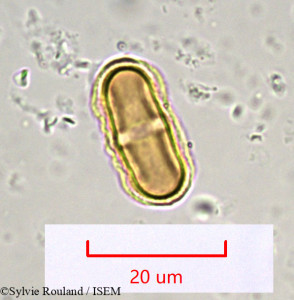 Sylvie.Rouland/Foeniculum_piperitum_918/Foeniculum_piperitum_918_0001(copy)_thumb.jpg