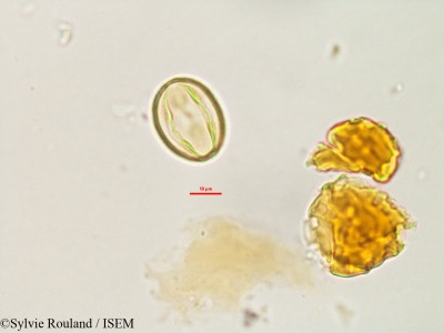 Sylvie.Rouland/Foetidia_obliqua_3234/Foetidia_obliqua_3234_0001(copy)_thumb.jpg