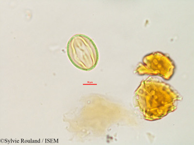 Foetidia obliqua - lame n° 3234