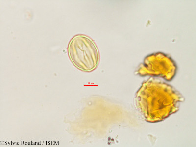 Foetidia obliqua - lame n° 3234